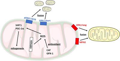 Alterations of mitochondrial dynamics in serotonin transporter knockout rats: A possible role in the fear extinction recall mechanisms